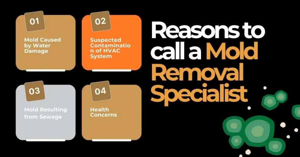 Why you will call Mold Removal Specialists