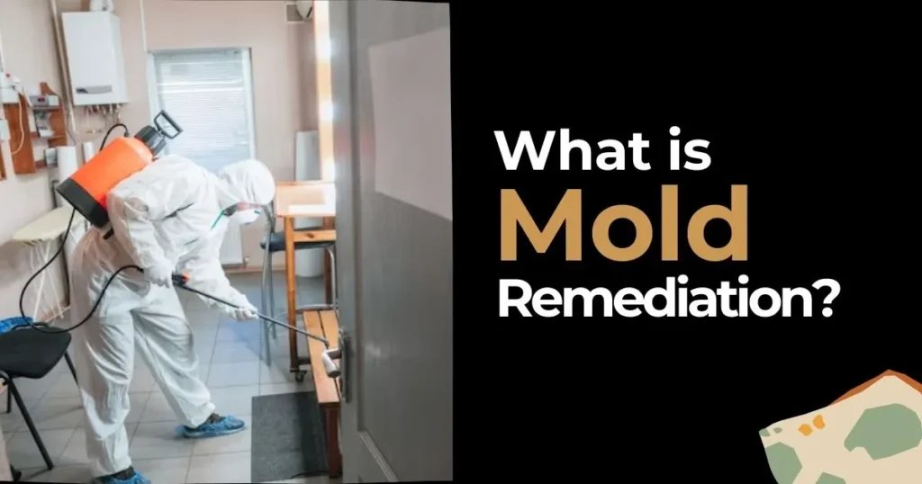 Man Cleaning Mold