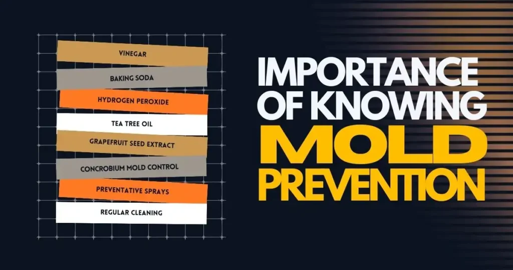 Importance-of-Knowing-Mold-Prevention