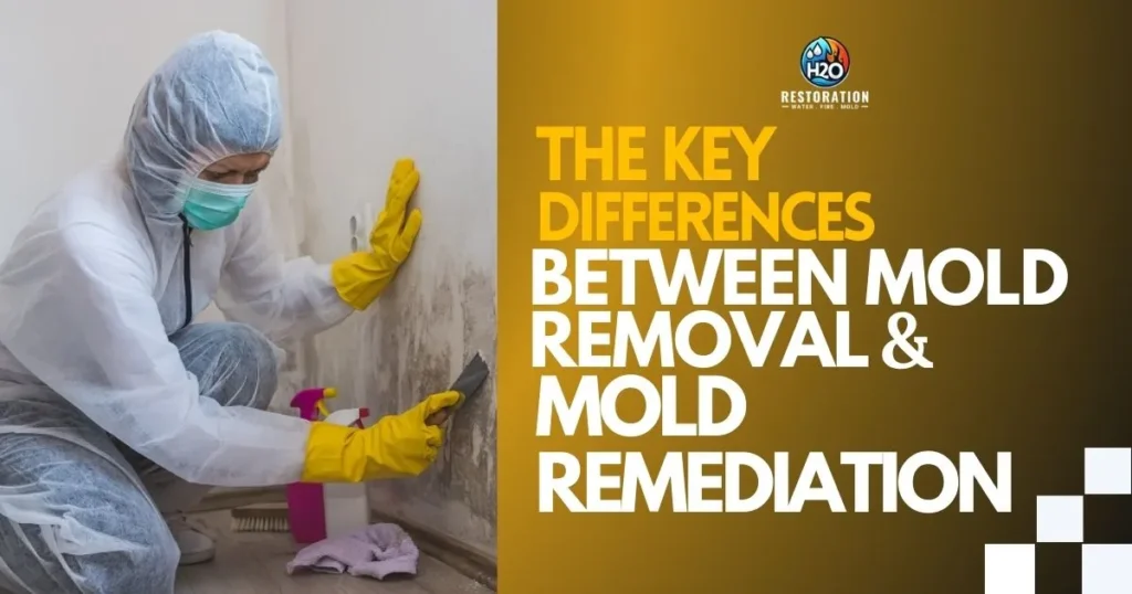The Key Differences Between Mold Removal and Mold Remediation