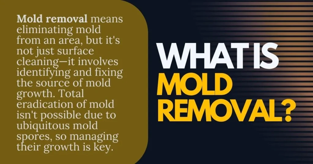 What-is-Mold-Removal