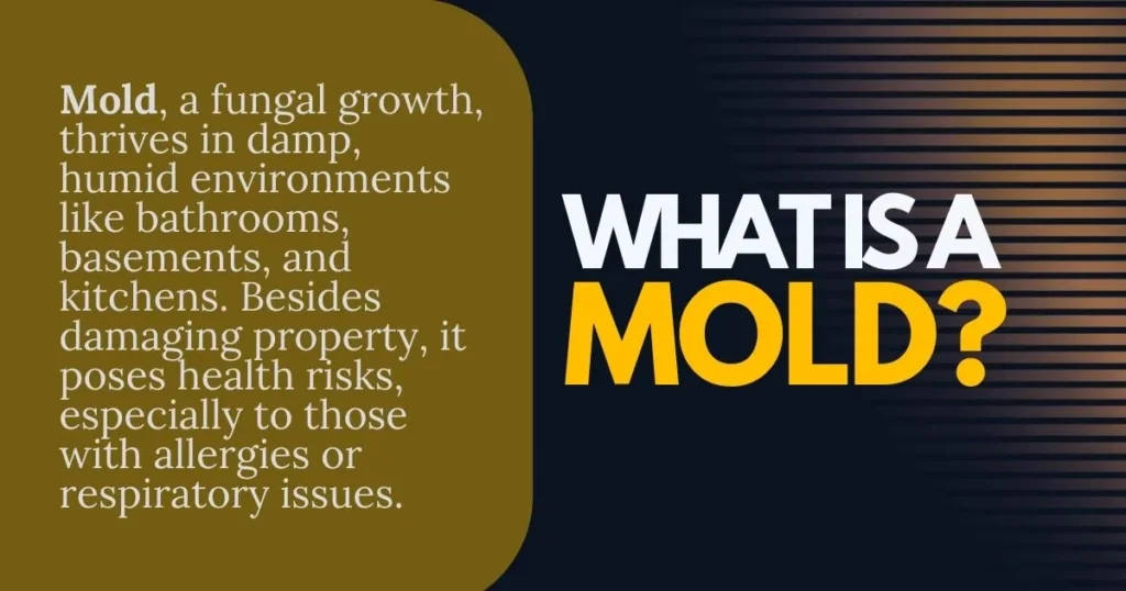 What-is-a-Mold