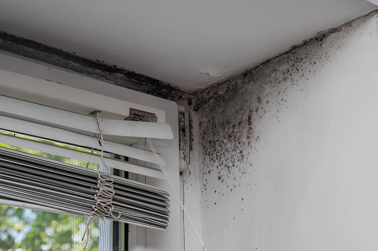 mold cincinnati