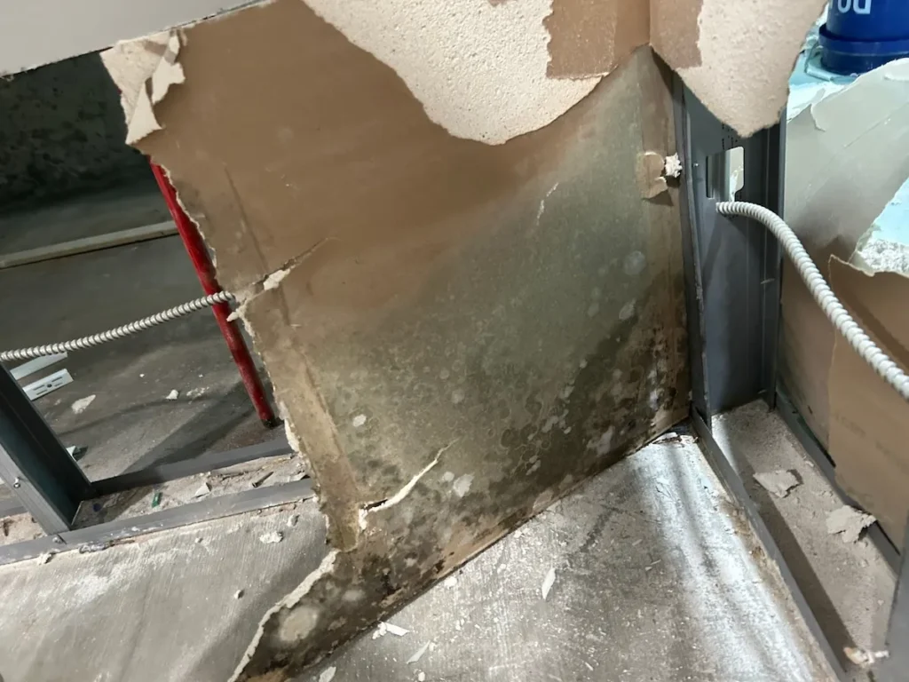 mold on wall