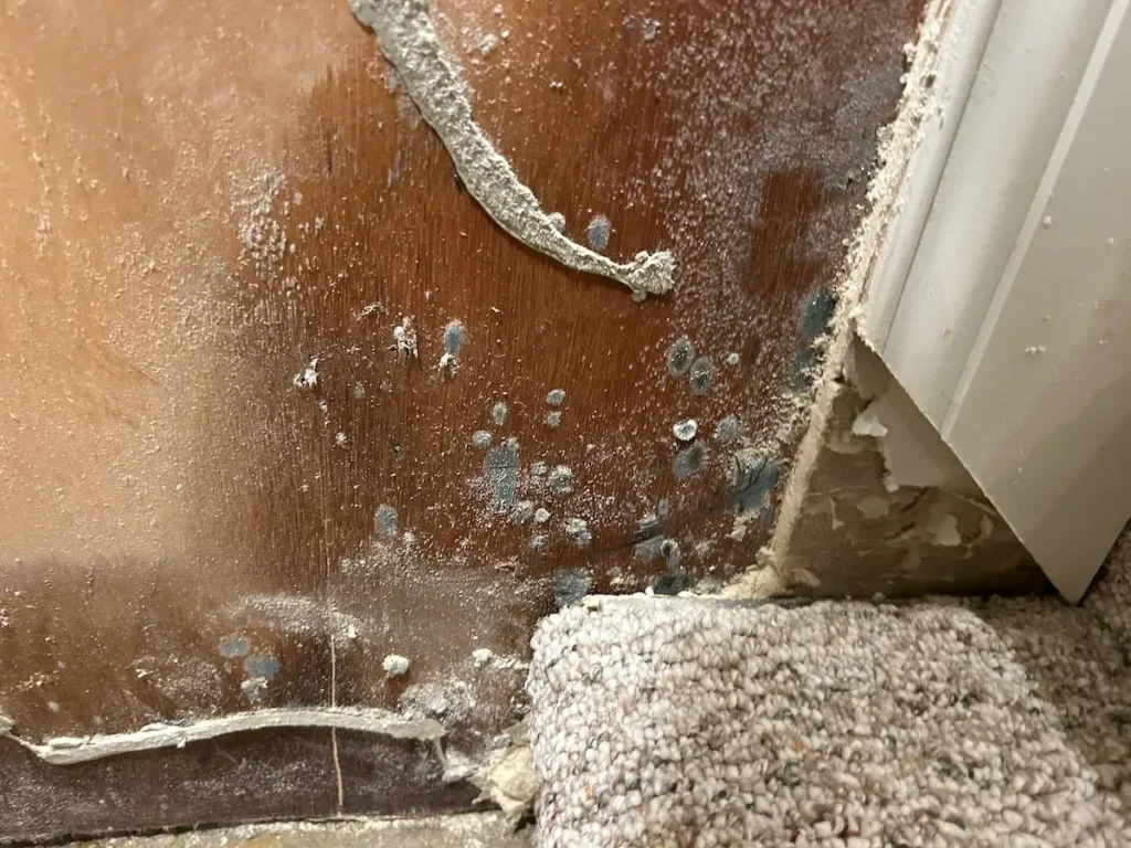 mold removal cincinnati
