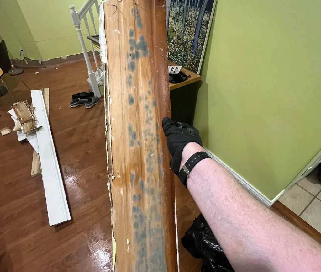 Mold Removal Services South Lebanon