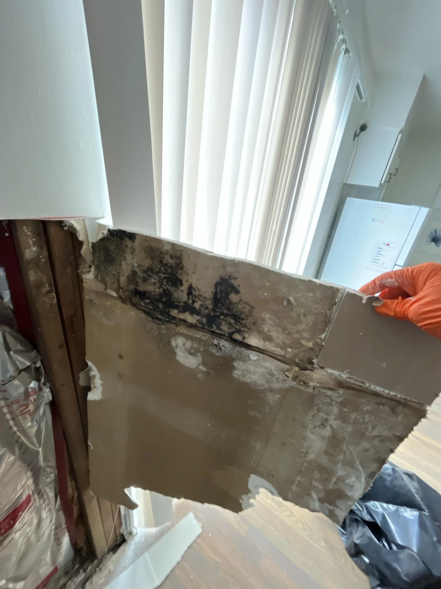 mold after water damage