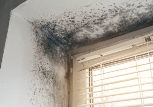 mold removal remediation