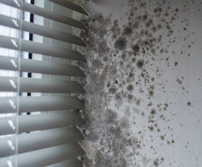 Extensive black and grey mold colony spreading across a white interior wall beside window blinds, showing severe moisture-related mold growth requiring professional remediation