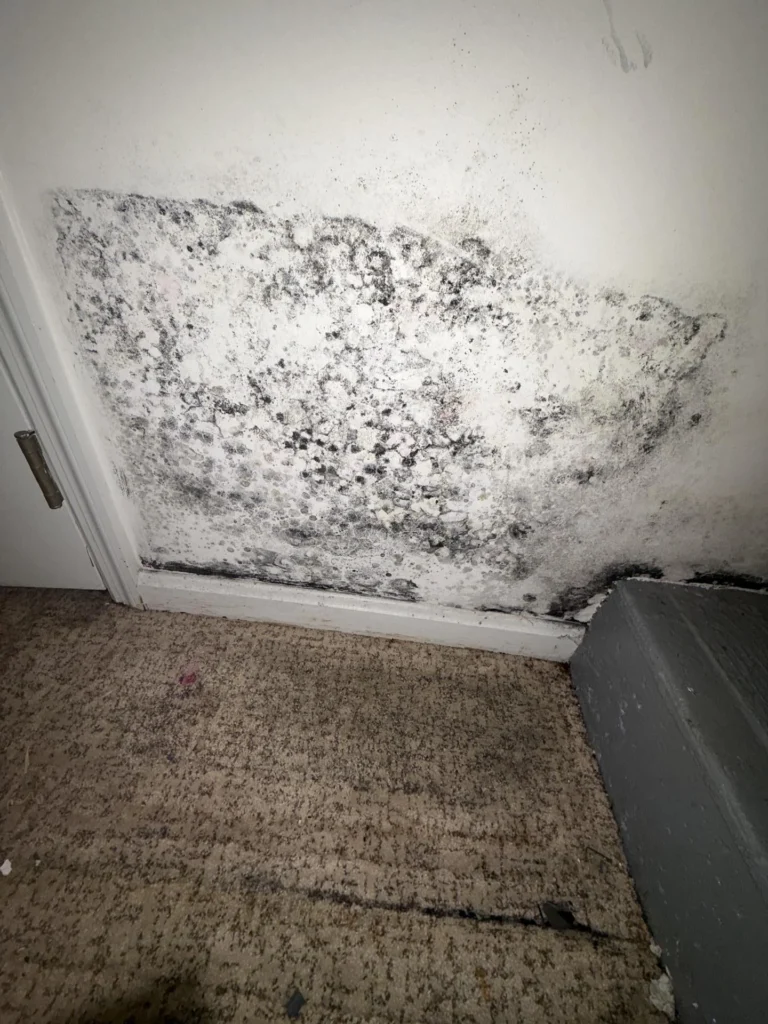 Close-up of extensive black and white mold colony covering a large area of a white drywall surface above the baseboard, with mold spores and growth spreading across the entire lower wall section, damaged carpet visible at the base, and partial staircase tread visible on the right