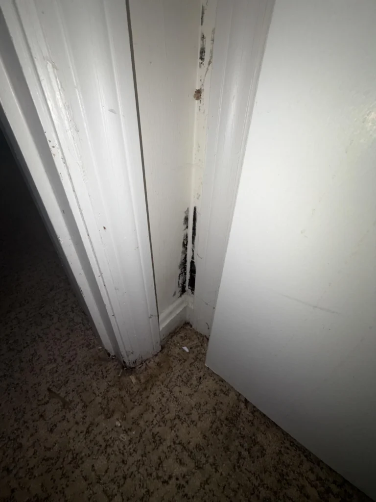 Close-up of black mold growth on a white door frame corner and adjacent wall near the baseboard, with debris and dirt visible on the carpet below, indicating water intrusion at the base of a closet or interior door