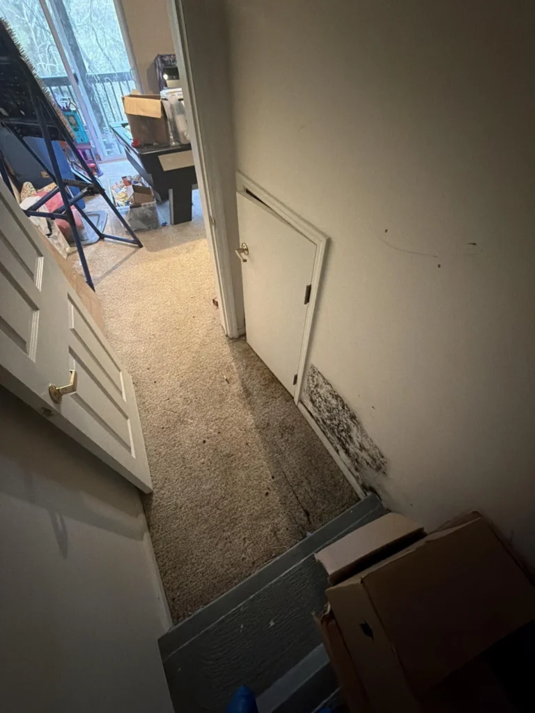 Hallway near a staircase showing a large patch of black mold growth at the base of a white wall and baseboard beside an interior door, with stained and dirty carpet on the floor, cardboard boxes at the bottom of the stairs, and a cluttered room visible in the background