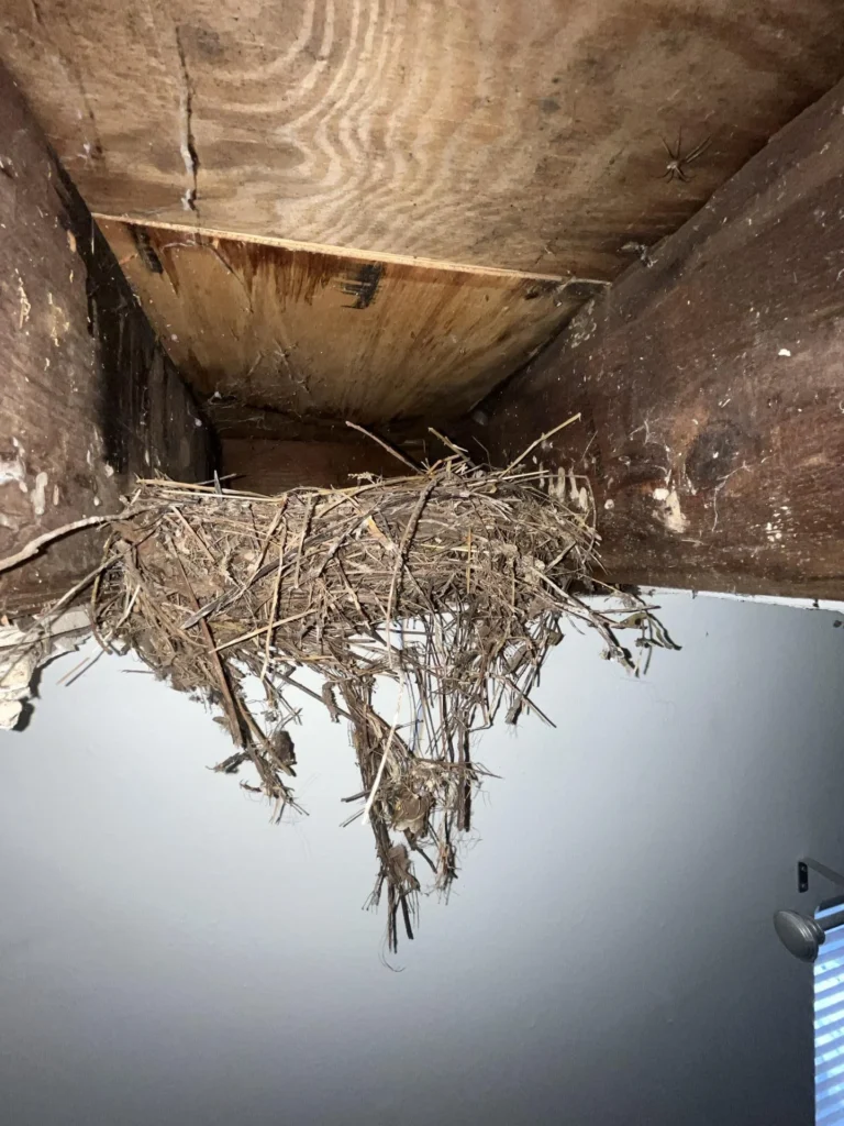 Large bird nest built inside an exposed wall or soffit cavity during remediation, with dark wood framing and OSB sheathing showing water staining and a spider visible in the upper corner