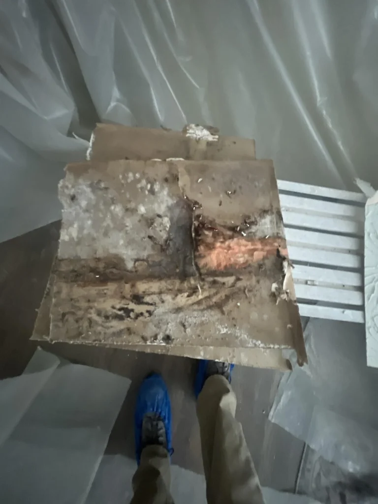 Technician standing over a severely mold-contaminated drywall section removed during remediation, showing black and brown mold growth covering most of the panel surface, with white plastic containment sheeting surrounding the work area
