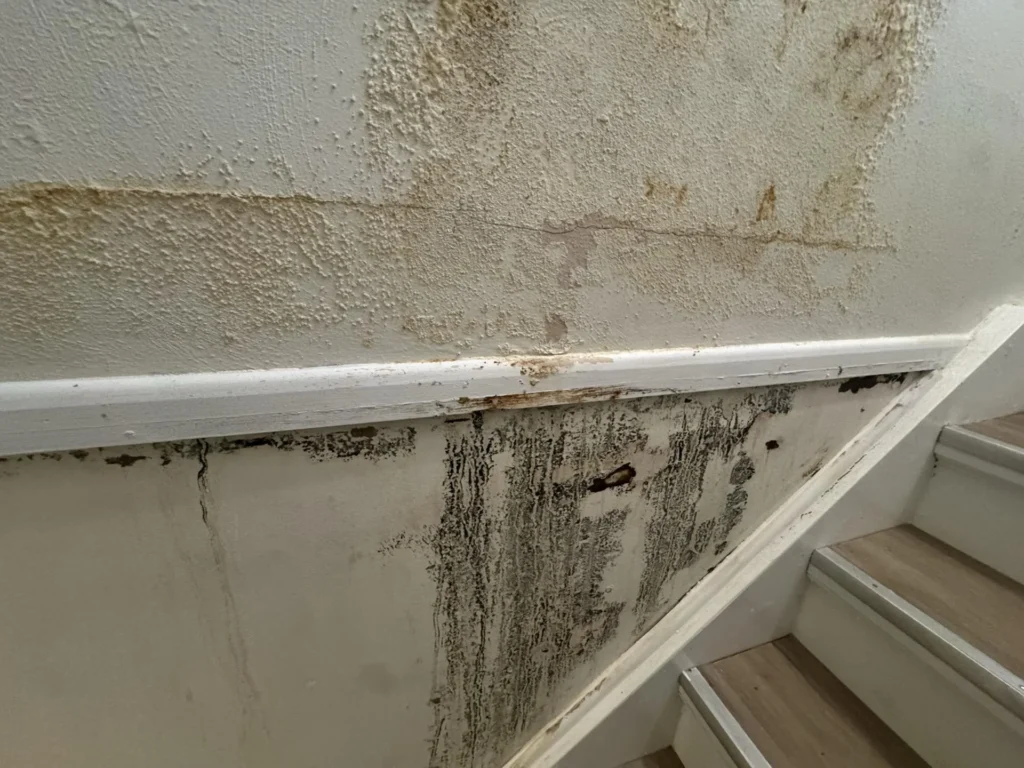 Stairwell wall showing brown water staining on the textured upper wall surface with extensive black mold growth below a white chair rail, with stair treads visible on the right side