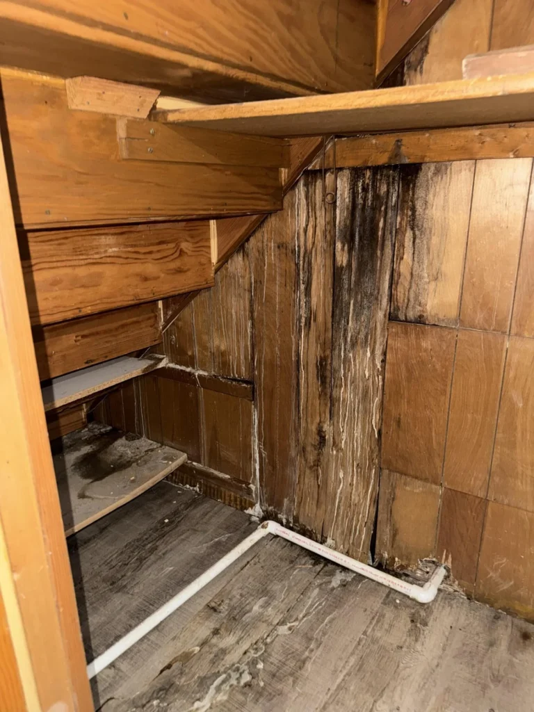 Under-stair closet interior viewed from doorway showing extensive black mold streaming down center plywood wall panel, white PVC pipes along the floor, wooden shelving, and water-damaged flooring