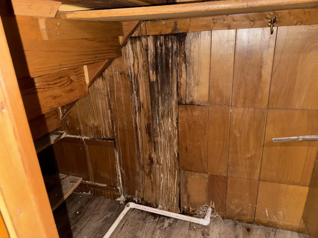 Dark under-stair storage area showing severe black mold growth streaking down plywood wall panels, with white PVC condensate pipe at floor level and wooden shelving on the left side