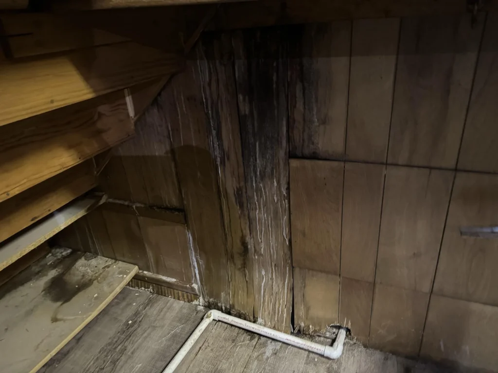 Dark under-stair storage area showing severe black mold growth streaking down plywood wall panels, with white PVC condensate pipe at floor level and wooden shelving on the left side