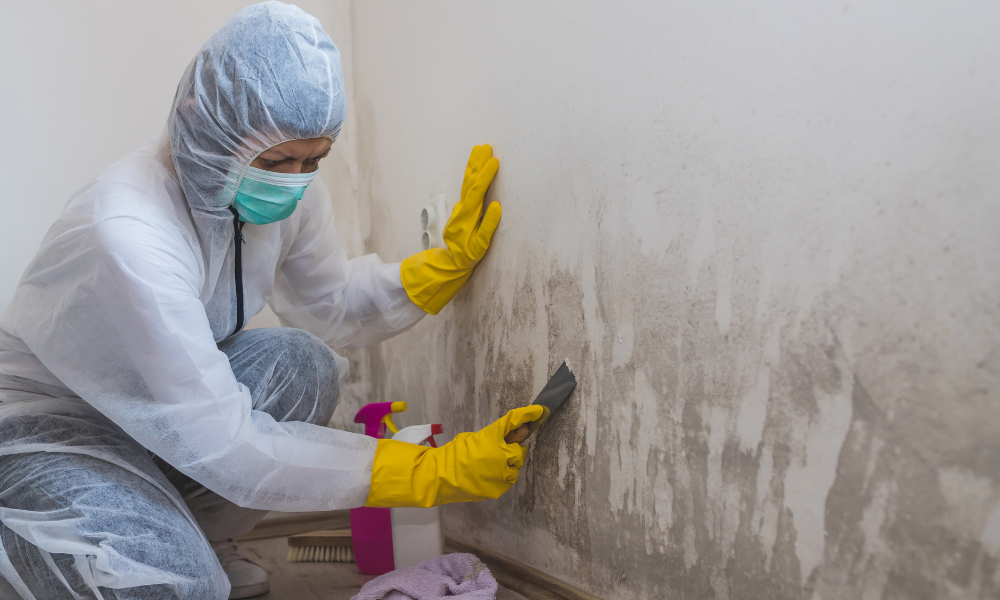 mold remediation and removal