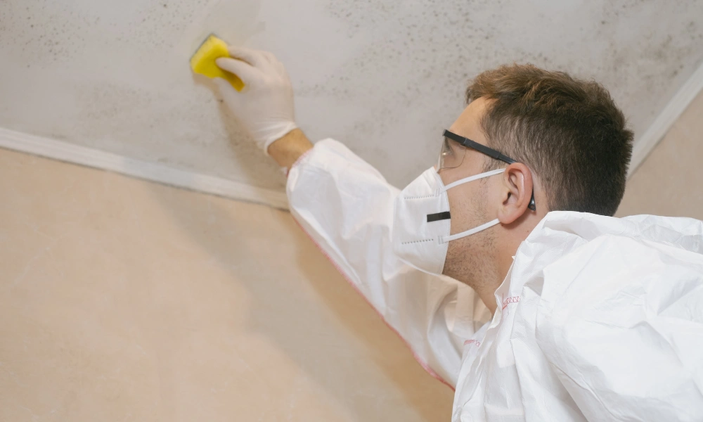 mold remediation cost